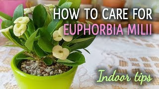 How To Care For Euphorbia Milii Crown of Thorns Indoors [upl. by Clymer66]