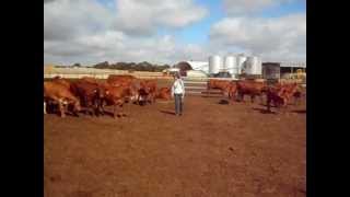 De stressing pastoral cattle at a feedlot with Stress Free Stockmanship [upl. by Iruyas]