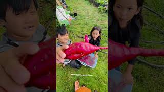 Hawaii Homegrown Garden sweetpotato Harvest Day part 6 [upl. by Neelya]