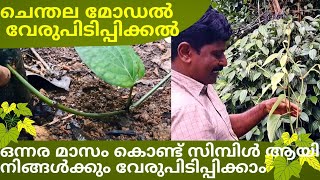 ചെന്തല മോഡൽ വേരുപിടിപ്പിക്കൽ Pepper Plant Propagation [upl. by Johny]