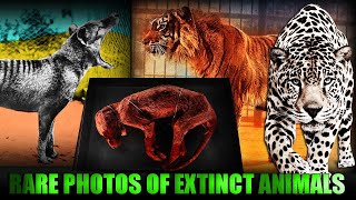 Rare PHOTOS of EXTINCT ANIMALS Last FOOTAGE of their LIFE [upl. by Neeoma22]