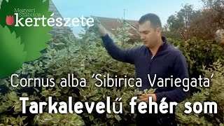 Színes sövények Tarkalevelű fehér som  Cornus alba Sibirica Variegata [upl. by Ennovehs]