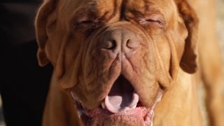 DOGUE DE BORDEAUX A DOG LOVERS INTRODUCTION [upl. by Bautram]