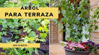 Árbol perfecto para la terraza ​🌳​ Cómo cultivar un arce en maceta 🌺​🌿​​ Jardinatis [upl. by Incrocci828]