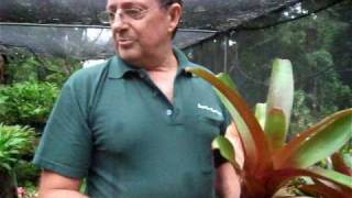 Bromeliad Plant Care  Paradise Distributors Tip of the Week [upl. by Ellevel]