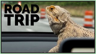 I Took My Bearded Dragon on a Road Trip [upl. by Nehpets]