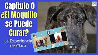 🚨 ¿EL MOQUILLO EN LOS PERROS INCLUSO EL NERVIOSO SE PUEDE CURAR 🚨 [upl. by Geof93]