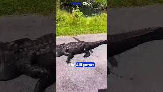 Meet the Fearsome Florida Alligators 🐊  Facts Click facts shortsvideo [upl. by Hewie]