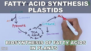 Fatty Acid Synthesis in Plastids [upl. by Darrey]