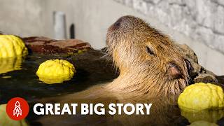 The Worlds Most Relaxed Rodents  Capybaras [upl. by Willetta]