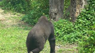 20210320 台北動物園 西部低地大猩猩 ニシローランドゴリラ Western Lowland Gorilla [upl. by Anastos]