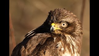 Myšiak lesný Buteo buteo [upl. by Freeman]