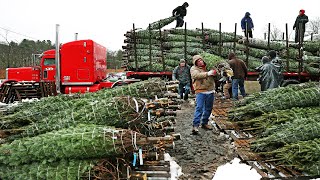 How Christmas Tree Farming and Harvesting  Christmas Tree Farm  Christmas Tree Cultivation [upl. by Oilla218]