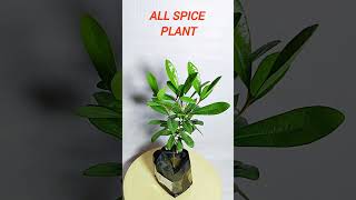 All spice plant hybrid verity plants garden indoorplants health masala plant allspice [upl. by Aihset]