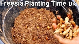 how to grow freesia bulbs in pots  planting freesia bulbs in containers  freesia planting time Uk [upl. by Riada725]