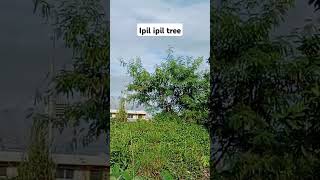 Ipil ipil tree jrkielblog asmr shortvideo ipilipiltree [upl. by Dougie]