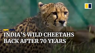 Cheetahs being reintroduced to the wild in India 70 years after going extinct [upl. by Farrish]