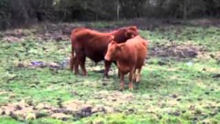 Red Bull Stimulating A Heifer At Clack Hill [upl. by Mcgannon]