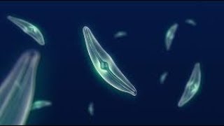 What Makes Diatoms So Special [upl. by Kampmann598]