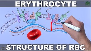 Erythrocytes  Structure and Diseases [upl. by Stetson885]