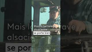 La betterave sucrière lor alsacien 🚜 [upl. by Tal]