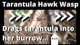 Tarantula Wasp filmed on El Pianista Trail near Boquete Panama [upl. by Henka566]