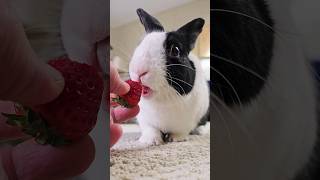 RABBIT EATING STRAWBERRY [upl. by Jolanta]