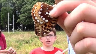 Hartford Biodiversity Camp Studying Butterflies Dragonflies and Insects [upl. by Nollahs508]