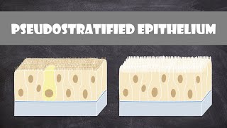 Pseudostratified Columnar Epithelium  Anatomy [upl. by Tilly]