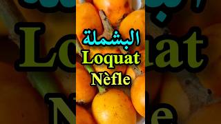 أهم فوائد البشملةالأسكدنياالمزاحالزعرورLoquat benefitsLes bienfaits de la nèfleshorts [upl. by Inaoj]