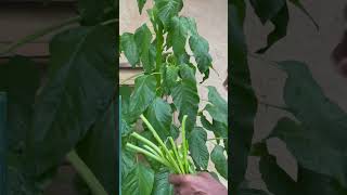 Harvesting Callaloo We didn’t plant any of it callaloo amaranth superfood  gardening garden [upl. by Dina]