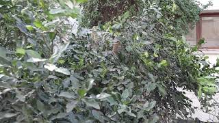 Pruning Kaffir Lime tree Citrus hystrix  Exotic Fruit Tree care [upl. by Aiela]