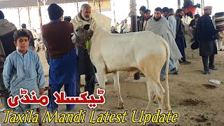 Today Taxila Mandi Latest Update 22 December 2023 [upl. by Lizned]