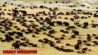 Woolly Mammoths  Prehistoric Animals [upl. by Ayotan52]