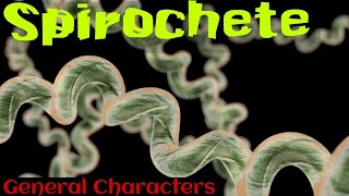 Spirochetes in hindi  Spirochetes microbiology in hindi [upl. by Edialeda933]