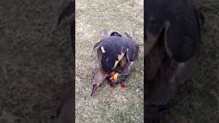 Peregrine falcon on a duck kill [upl. by Philly]