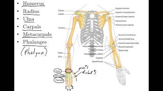 06 Appendicular Skeleton Anatomy and Physiology [upl. by Henry]