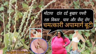 अद्भुत और चमत्कारी वनस्पति अपामार्गलटजीरा के औषधीय गुणBenefits of Apamarga achyranthes aspera [upl. by Eikcid302]