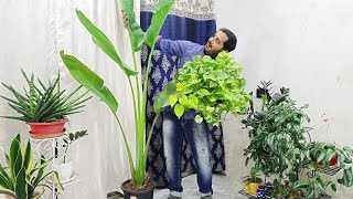 ✔️ Top 15 FASTEST growing INDOOR plants at Home [upl. by Airbma]