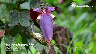 Bắp chuối đốm đen  Streaked spiderhunter [upl. by Nap]