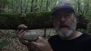 Paul Stamets in French Alps discussing Amadou Fomes fomentarius [upl. by Favrot]