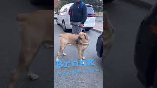 Richmond VA Cane Corso richmond richmondliving canecorso historicdistrict mastiff [upl. by Plath]