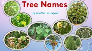 77 Tree Names With Pictures in Tamil and English [upl. by Leeland]