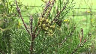 Removing Pine Sawflies on Virginia Pine [upl. by Peursem]