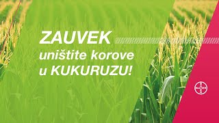 Evo kako da ZAUVEK uništite KOROVE u kukuruzu [upl. by Brittain637]