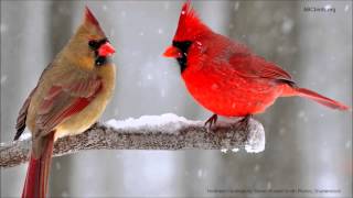 Northern Cardinal Song [upl. by Eupheemia893]