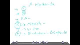 Medical Video Lecture Pasteurella multocida Microbiology [upl. by Deirdra]