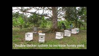 Malaysia Beekeeping amp Durian Honeywmv [upl. by Lozano]