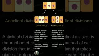 Anticlinal and Periclinal Division [upl. by Tyrus]