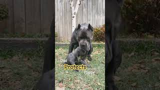 Cane Corso Love💕😘 highlights shorts viralvideo [upl. by Ahon]